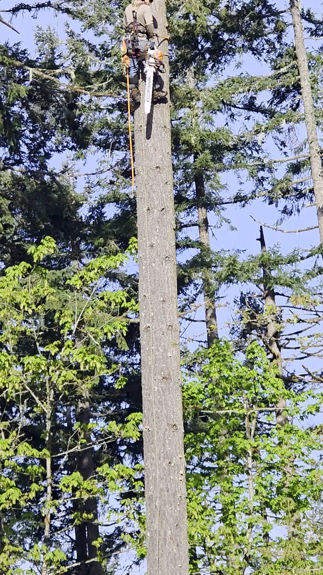 Climbing arborist in PPE running a chainsaw against a clear sky, sawdust spray.