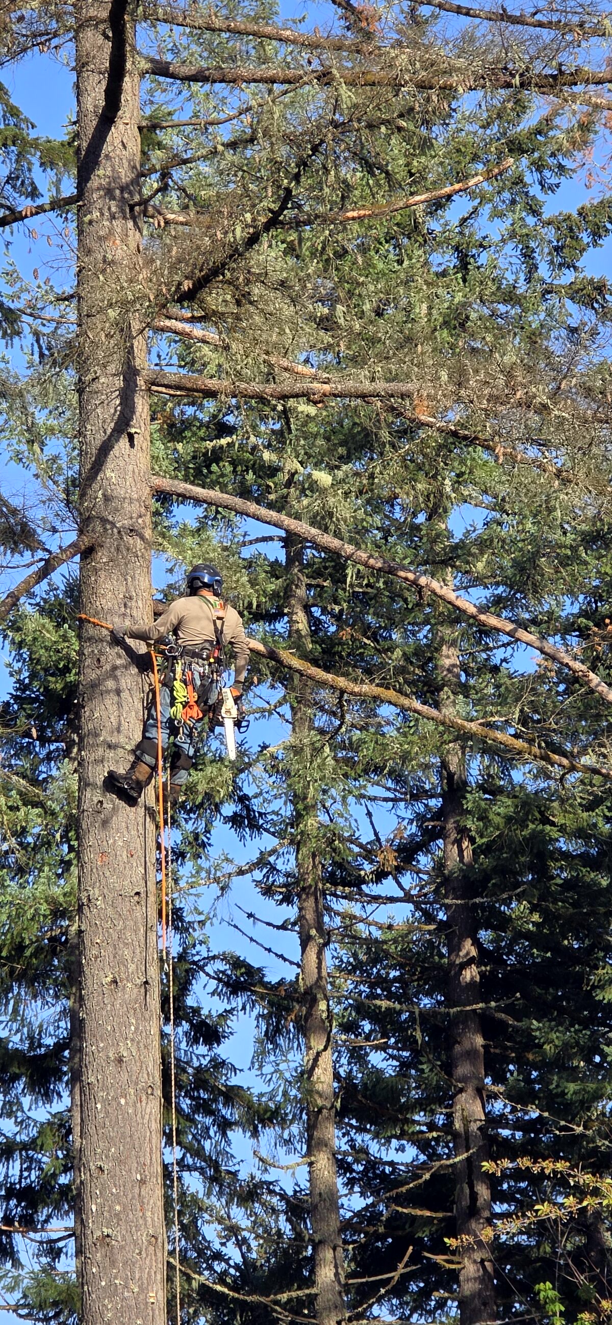 Arborist suspended on rope, working in a Douglas fir, wearing helmet and PPE.