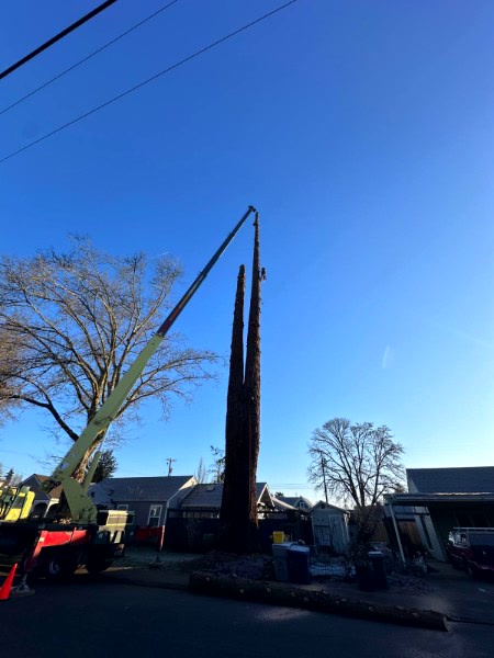 Pacific Northwest tree felling — chainsaw cut with sawdust spray on a fresh conifer.