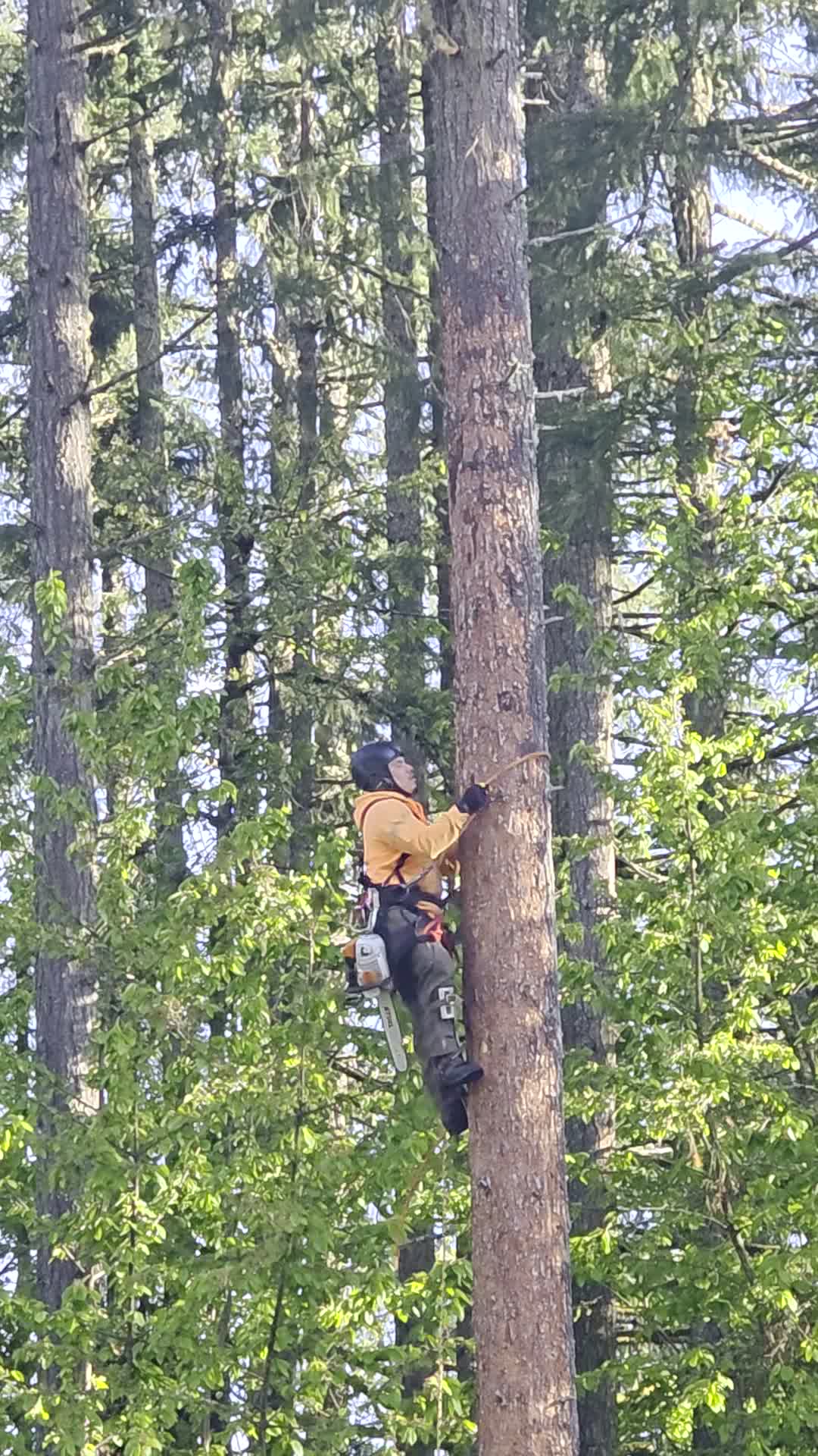 Arborist suspended on rope, working in a Douglas fir, wearing helmet and PPE.